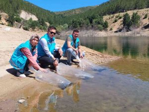 Hisarcık’ta Baraj Ve Göletlere 40 Bin Yavru Sazan Balığı Bırakıldı
