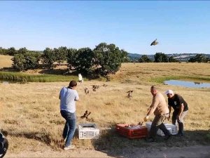 Kırklareli’nde Doğaya Bin Keklik Salındı