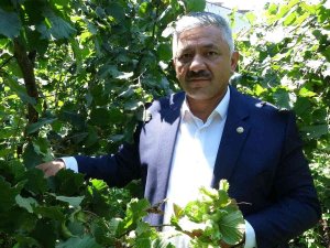 Cumhurbaşkanı, Fındık Fiyatını Ordu’da Açıklayacak