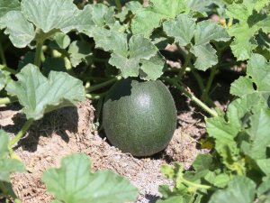 Ereğli’de Organik Tarım Hasada Hazırlanıyor