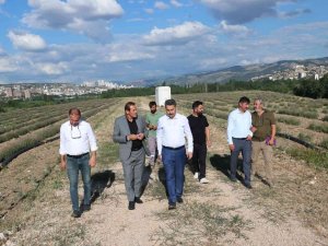 Yeni Tokat Havalimanı Lavanta Açacak