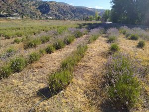 Giresun’da Dokap Desteğiyle Lavanta Üretimi Yaygınlaştırılıyor