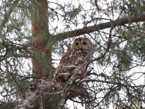 Erzincan’da Tedavisi Tamamlanan Baykuş Doğaya Salındı