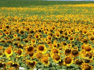 Ayçiçeği Ve Buğday Rekoltesinde Atış Bekleniyor