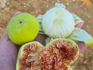 Aydınlı İncir Üreticileri Sezona Umutlu Girdi