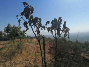 Yangından Zarar Gören Bahçelerde İncelemede Bulunuldu