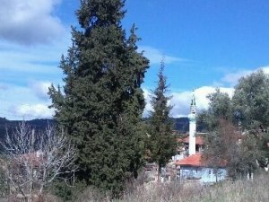 Üç Asırlık Ağaç Koruma Bekliyor