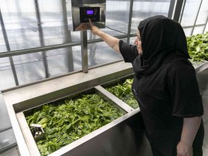 Mersin’de Sebze Ve Meyveler Güneş Enerjisi İle Kurutuluyor