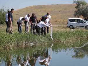 Yedigöllere 150 Bin Yavru Sazan