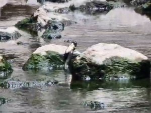 Artvin’de Yılanın Balık Avı Görüntülendi