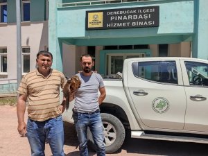 Derebucak’ta Yaralı Bulunan Kızıl Şahin Koruma Altına Alındı