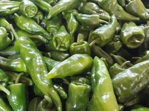 Emcelli Biberinin Dikimi Giderek Azalıyor