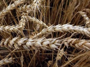 Tmo’da Buğday Ve Arpa Alım Taban Fiyatları Belirlendi