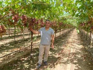 Üzüm Bağlarında ’Gıda Güvenliği’ İncelemeleri Devam Ediyor