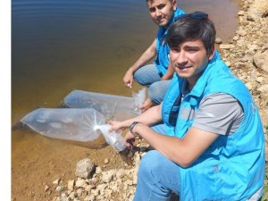 Pazarlar’daki Göletlere 36 Bin Adet Pullu Sazan Balığı Yavrusu Bırakıldı