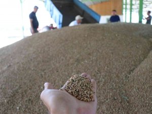 Bolu’da Çiftçiler Tonlarca Buğdayı Tmo’ya Satmaya Başladı