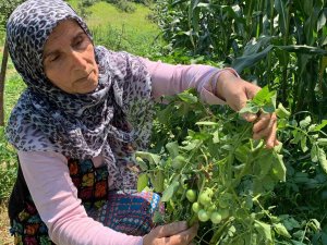 Sakarya’da Şaşırtan Olay: Tarlalarına Patates Ektiler, Domates Çıktı