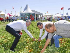 Salçalık Domateste Marka Olan Karacabey’de Domates Fuarı