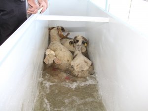 Büyükşehir’den Kulalı Çiftçilere Küçükbaş Hayvan Yıkama Makinesi Desteği