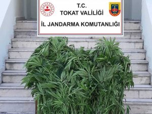Tokat’ta 84 Kök Hint Keneviri Ele Geçirildi
