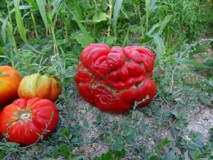 Yerli ‘Maniye’ Domatesi Coğrafi İşaretle Tescillendi