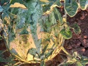 Çayır Tırtılında Mücadele Zamanı