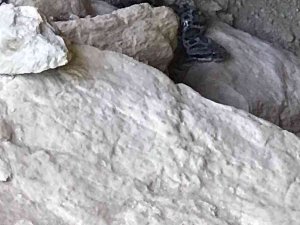 Tunceli’de Zehirli "Wagner Kaya Engereği" Fotoğraflandı