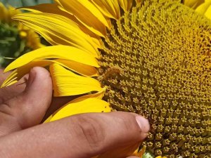 Bafra’da Ayçiçeği Tarlalarında Tırtıl Görüldü