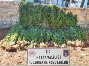 Hatay’da 15 Bin 750 Kök Kenevir Bitkisi Ele Geçirildi