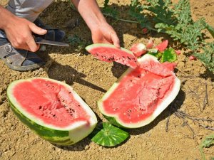 Bunaltıcı Sıcaklar Vatandaşı Sulu Meyvelere Yönlendirdi