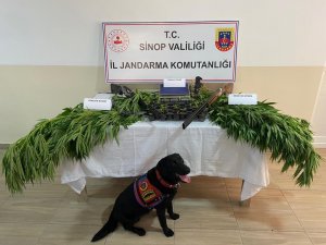 Sinop’ta Jandarmadan Yasa Dışı Kenevir Operasyonu