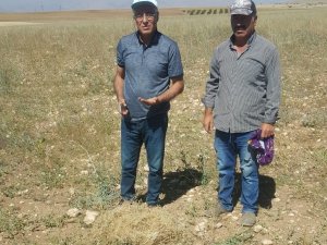 Elbistan’da İlk Kez Ekildi: Susuz Yetişiyor, Kilosu 100 Liradan Satılıyor