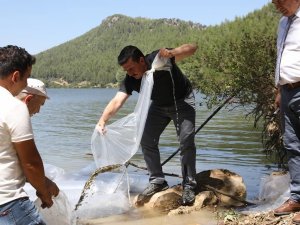Karacaören Barajına 115 Bin Balık Bırakıldı