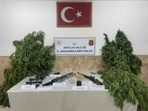 Yasadışı Kenevir Ekimi Yapan Şahıslar Yakalandı
