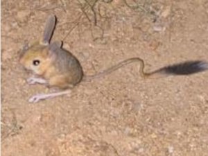 Bingöl’de Iucn’nin ’Kırmızı’ Listesinde Bulunan Arap Tavşanı Görüldü