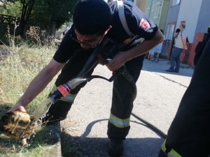 Alevlerin Arasında Kalan Kaplumbağayı İtfaiye Kurtardı