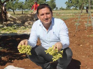 Kilis’te ’Boz’ Fıstık Hasadı Başladı