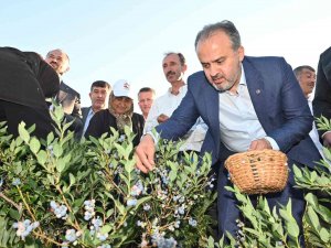 Yaban Mersininde Hasat Bereketi