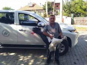 Beyşehir’de Yaralı Bulunan Leylek Koruma Altına Alındı