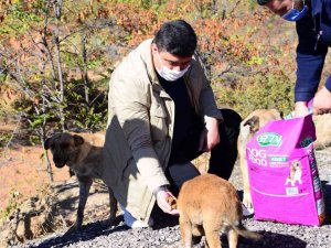 Kahramankazan Belediye Başkanı Oğuz’dan Sokak Hayvanları İçin “Bir Kap Su” Çağrısı