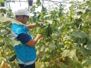 Şaphane’de Sebzelerde Hastalık Ve Zararlı Kontrolleri
