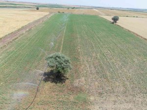 Çanakkale’de Yapılan Sulu Tarım Ülke Ekonomisine Yaklaşık 3 Milyarlık Katkı Sağlayacak