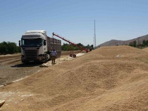 Muş’ta Hasadı Yapılan Buğdayların Satışına Başlandı