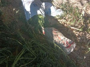 Asayiş Devriye Ekipleri 24 Kilo Hint Keneviri Ele Geçirdi