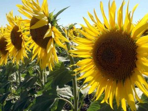 Yağlık Ayçiçeğinde Yüksek Rekolte Bekleniyor