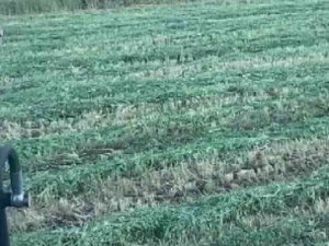 Ayı Tarlaya İndi, O Kornayla Uzaklaştırdı