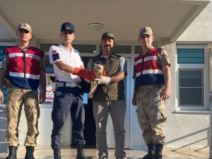 Şanlıurfa’da Yaralı Bulunan Kızıl Şahin Tedavi Altına Alındı