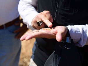 Buğday Hasadı Yüz Güldürdü