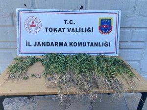 Tokat’ta Kenevir Operasyonu 1 Gözaltı