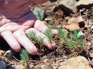 Muğla Büyük Orman Yangınının 1’inci Yılı